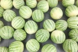 吃瓜网每日大赛 吃瓜黑料精品一区,黑料精品一区精彩内容大盘点