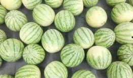 吃瓜网每日大赛 吃瓜黑料精品一区,黑料精品一区精彩内容大盘点